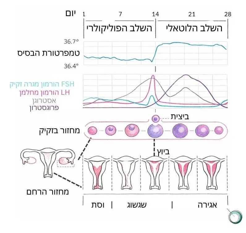 המחזור החודשי