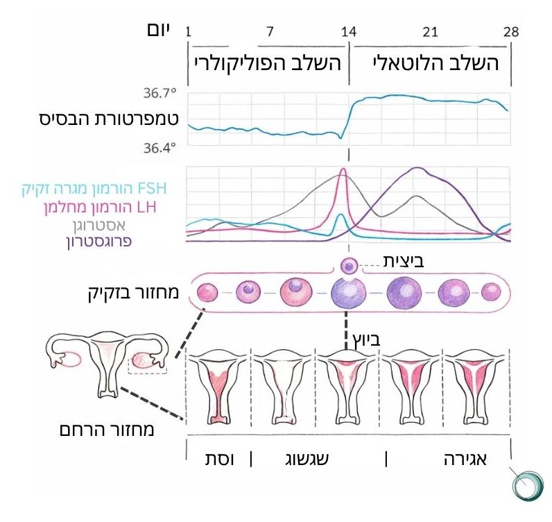 המחזור החודשי