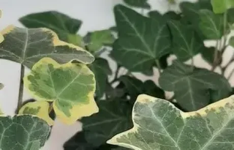 איך לגדל צמחים | ג'ונגל אורבני – הניסיון שלי