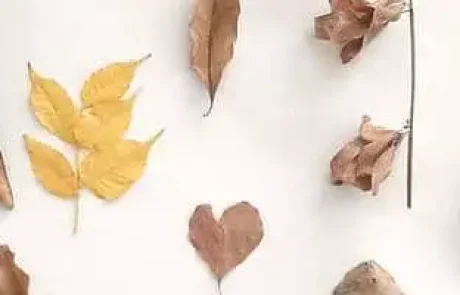 סתיו בעיניים סיניות